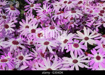 Senetti flowers in bloom Stock Photo