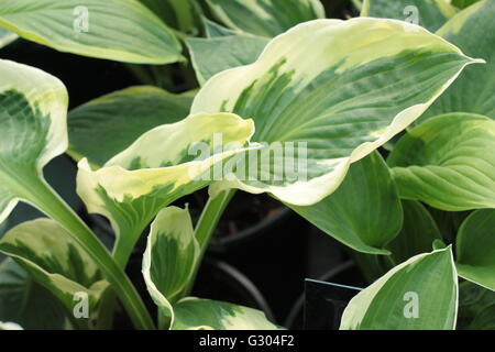Variegated green Hosta Patriot plant Stock Photo