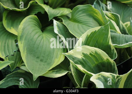 Variegated green Hosta Patriot plant Stock Photo
