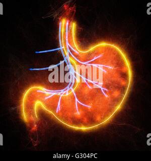 Human stomach, abstract illustration. Stock Photo