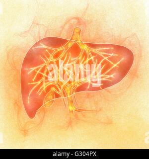 Human liver, abstract illustration Stock Photo - Alamy