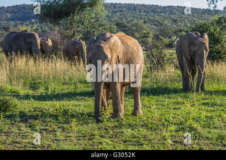 Elephant in the wild at  the Welgevonden Game Reserve in South Africa Stock Photo