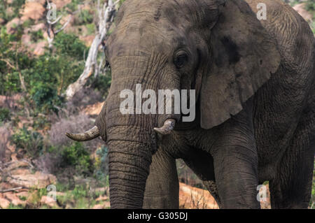 Elephant in the wild at  the Welgevonden Game Reserve in South Africa Stock Photo