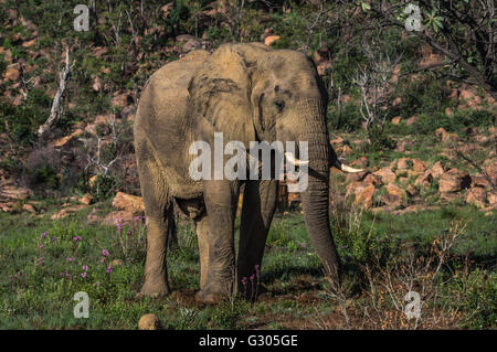 Elephant in the wild at  the Welgevonden Game Reserve in South Africa Stock Photo