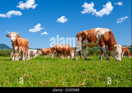 Cow herd in a field on a bright sunny day Stock Photo
