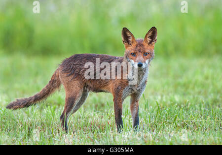 Red fox in a field looking at the camera Stock Photo