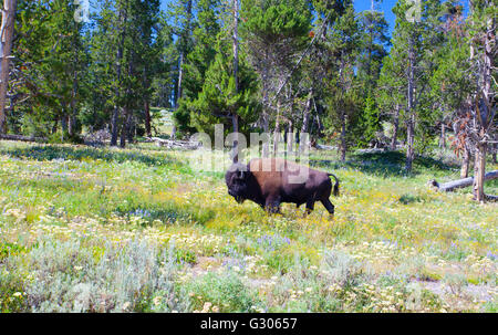 The typical American Bison in the Yellowstone National Park in USA Stock Photo