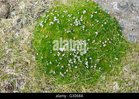 Moss Campion, Silene acaulis blooming on the Faroe Islands Stock Photo