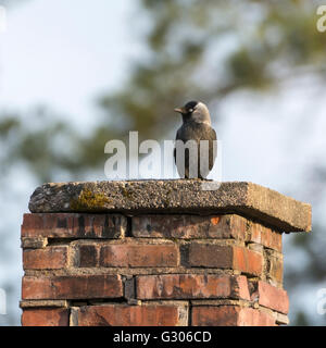 Western jackdaw on a chimney Stock Photo