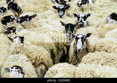 Flock of North Country Mule sheep close together in a pen. Stock Photo