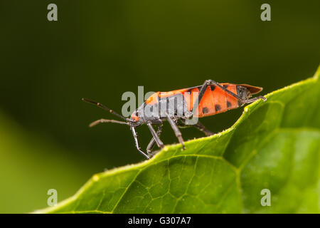 False Milkweed Bug (Lygaeus turcicus Stock Photo - Alamy