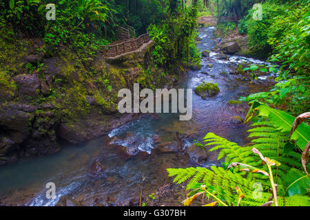 Stream at a tropical rainforest in Costa Rica at La Paz Waterfall Gardens Stock Photo