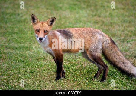 A Red Fox runs across the grass at Robert Moses State Park in New York. Stock Photo