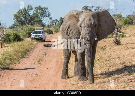 Elephant before jeep on track facing camera Stock Photo