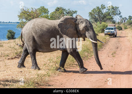 Elephant crossing dirt track before jeep Stock Photo