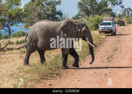 Elephant crossing track in front of jeep Stock Photo