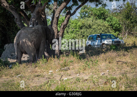 Elephant under tree watched by jeep passengers Stock Photo