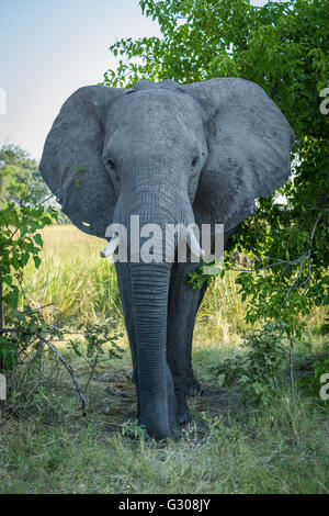 African bush elephant walks straight towards camera Stock Photo - Alamy