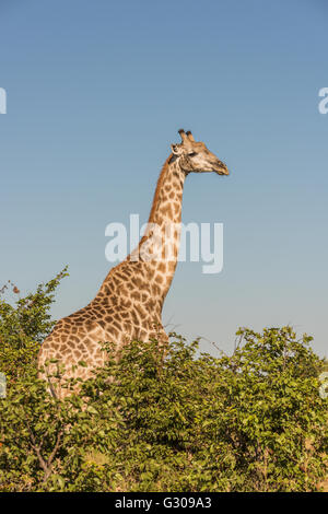 South African giraffe amongst bushes facing camera Stock Photo