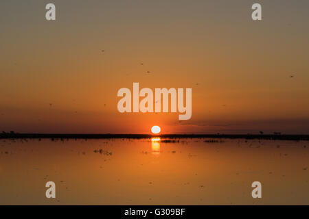 Sun setting over river with many dragonflies Stock Photo