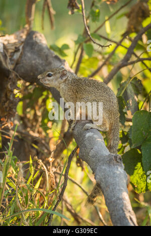 Tree squirrel on broken branch facing left Stock Photo