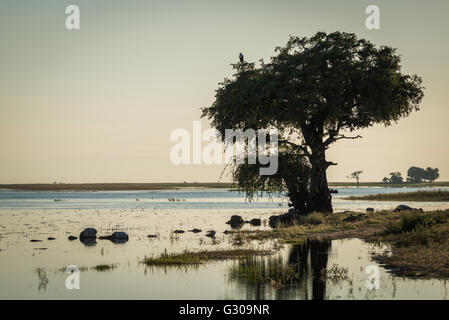 African fish eagle in tree on riverbank Stock Photo