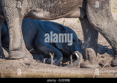 Baby elephant lying in mud on riverbank Stock Photo