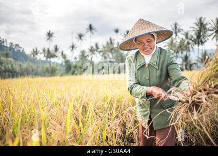 Farmers working in a rice paddy field, Bukittinggi, West Sumatra, Indonesia, Southeast Asia, Asia Stock Photo