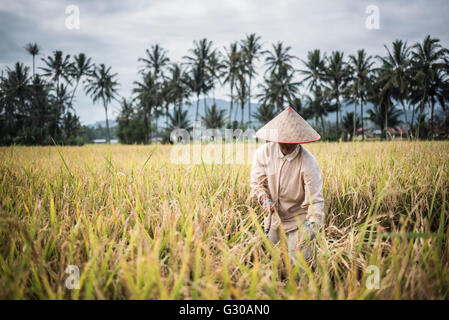 Farmers working in a rice paddy field, Bukittinggi, West Sumatra, Indonesia, Southeast Asia, Asia Stock Photo