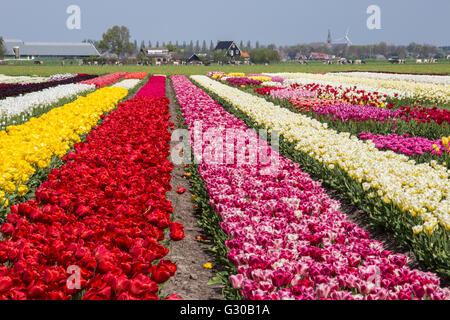 Multicolored tulip fields frame the village in spring, Berkmeer, Koggenland, North Holland, Netherlands, Europe Stock Photo