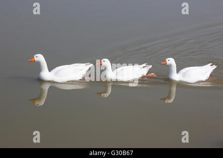 Three goose swimming on water in perfect row Stock Photo