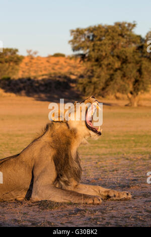 Male lion (Panthera leo) yawning, Kgalagadi Transfrontier Park, Northern Cape, South Africa, Africa