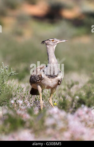 Kori bustard (Ardeotis kori) in nerine flowers in summer, Kgalagadi Transfrontier Park, Northern Cape, South Africa, Africa Stock Photo