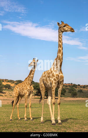 Giraffe (Giraffa camelopardalis) with young, Kgalagadi Transfrontier Park, Northern Cape, South Africa, Africa Stock Photo
