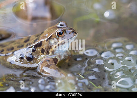 Common frog (Rana temporaria) in spawning pond, Northumberland, England, United Kingdom, Europe Stock Photo