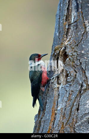 Lewis's woodpecker (Melanerpes lewis), Okanogan County, Washington, United States of America, North America Stock Photo