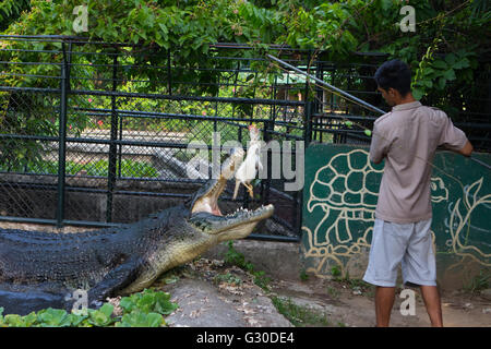 Feeding time for the 3rd largest captive saltwater crocodile in the Philippines named Lapu-Lapu Stock Photo