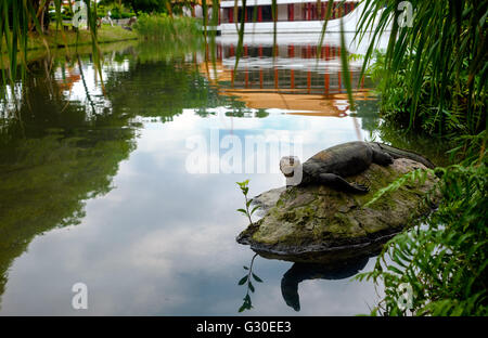 Water monitor lizard (varan) is restin on the stone in the pond in the chinese garden Stock Photo