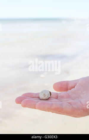 Man holding a northern moon snail shell on a beach Stock Photo
