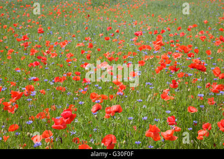 Poppies and cornflowers in meadow Stock Photo