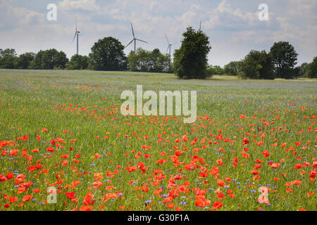 Poppies and cornflowers in meadow Stock Photo