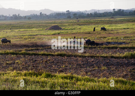 Filipino farmer and his buffalo on the way to a rice field, in El Nido, Philippines. Stock Photo