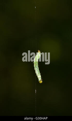 Caterpillar of the Winter moth (Operophtera brumata) hanging on a thread Stock Photo