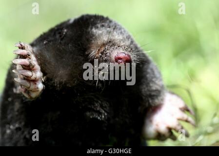 European mole (Talpa europaea), closeup of the head and front claws Stock Photo