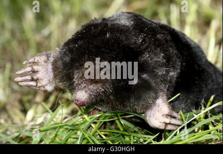 European mole (Talpa europaea), closeup of the head and front claws Stock Photo