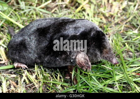 European mole (Talpa europaea) Stock Photo