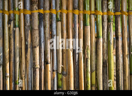 Closeup of a part of bamboo fence tied with yellow rope Stock Photo