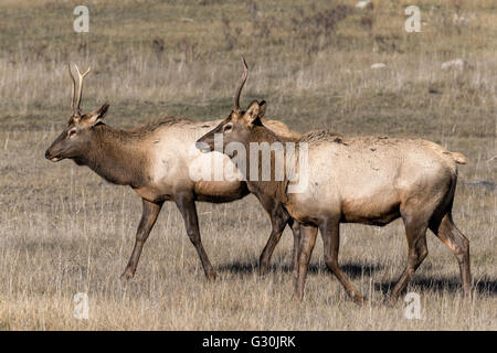 Elk - young bulls Stock Photo