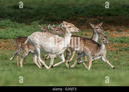 Fallow Deer - group of youngsters and doe Stock Photo