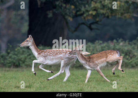 Fallow Deer - doe and yearling Stock Photo